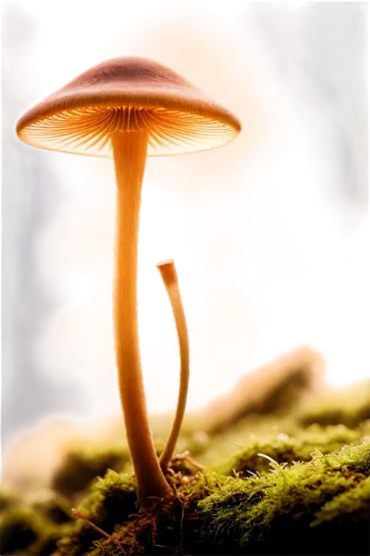 conocybe,clitocybe,mycena,psilocybe,mushroom landscape,inocybe,gymnopilus,milkcap,forest mushroom,hygrocybe,marasmius,psilocybin,small mushroom,basidiomycete,mycelial,basidiomycota,agarics,agaricaceae,mushroom,mushroom type,Illustration,Black and White,Black and White 20