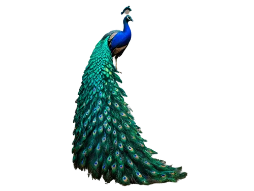 peacock,male peacock,blue peacock,fairy peacock,indian peafowl,peafowl,peacock feathers,peacock feather,pavo,heacock,pfau,peafowls,leacock,peacocks carnation,mermaid background,kujira,cassowary,ammerman,merman,paraiba,Photography,Documentary Photography,Documentary Photography 34