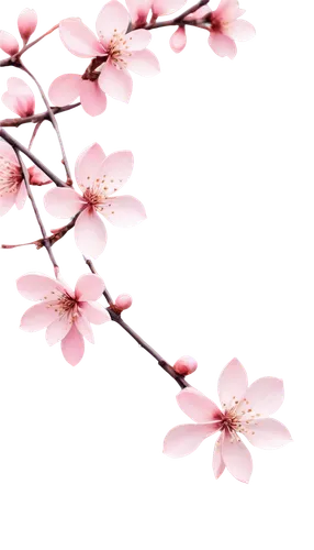 cherry blossom branch,japanese floral background,japanese sakura background,sakura flower,sakura branch,plum blossoms,sakura flowers,flowers png,japanese cherry blossom,sakura background,sakura blossoms,plum blossom,japanese cherry,japanese carnation cherry,pink floral background,sakura tree,japanese cherry blossoms,apricot flowers,pink cherry blossom,takato cherry blossoms,Photography,Black and white photography,Black and White Photography 10