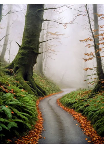 forest road,germany forest,forest of dean,foggy forest,beech forest,autumn fog,glenmalure,foggy landscape,autumn forest,deciduous forest,forest path,northern ireland,the mystical path,sentier,ireland,beech trees,beech mountains,winding road,ardennes,elfland,Illustration,Realistic Fantasy,Realistic Fantasy 14