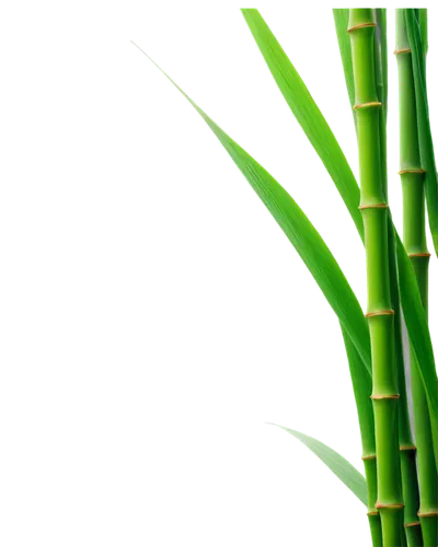 Bamboo, green stalks, nodes, thin leaves, swaying gently, morning dew, soft sunlight, 3/4 composition, shallow depth of field, warm color tone, cinematic lighting, detailed texture, natural material, 