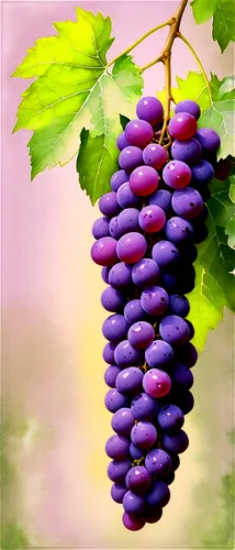 Purple grapes, green leaves, bunch, realistic, detailed texture, soft natural light, 3/4 composition, shallow depth of field, warm color tone, cinematic lighting, still life, tabletop, morning dew, fr