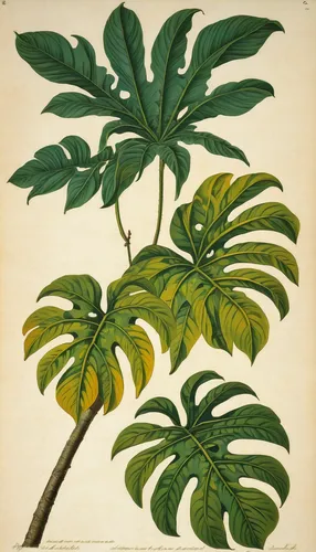 Create a detailed description of a vibrant tropical leaf with intricate patterns.,morinda citrifolia,artocarpus odoratissimus,coccoloba uvifera,oleaceae,tropical leaf pattern,carambola,botanical print