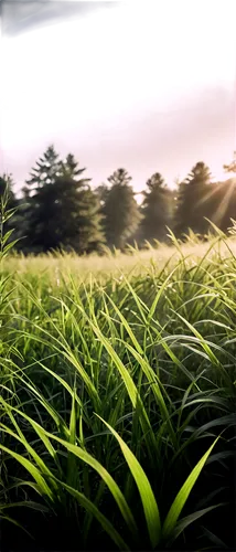 Green grasses, dense foliage, soft blades, natural texture, earthy tone, gentle sway, warm sunlight, morning dew, shallow depth of field, 3/4 composition, cinematic lighting, realistic rendering.,high