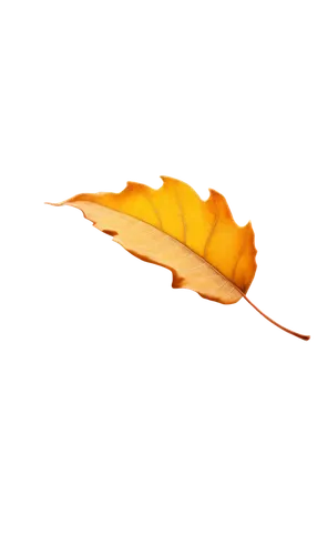 yellow rose background,yellow leaf,golden leaf,fallen leaf,autumn leaf paper,autumn leaf,leaf background,fall leaf,autumn background,spring leaf background,yellow leaves,magnolia leaf,yellow orange,gold leaves,yellow orange rose,fallen flower,leaf color,maple leave,suspended leaf,autumn leaves,Illustration,Retro,Retro 20