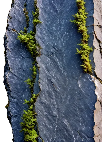 liverwort,chlorophyta,tree bark,charophyta,rock weathering,lichen,tree moss,forest moss,solidified lava,green algae,fluvial landforms of streams,moss,algae,swamp birch,trumpet lichen,fissure vent,plant veins,chlorophyll,hornwort,birch bark,Photography,Black and white photography,Black and White Photography 12