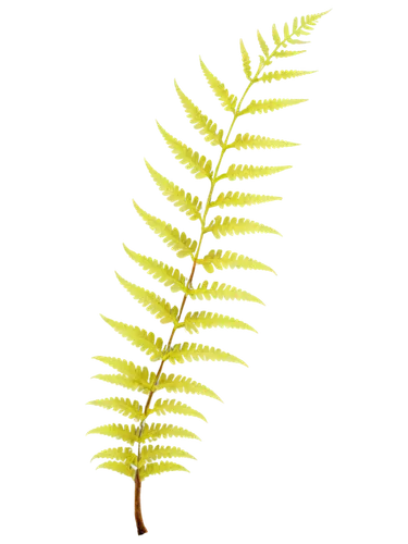 Fern, diseased, yellowing fronds, black spots, wilted leaves, curled tips, brown edges, fuzzy white growth, rotten stem, forest floor, close-up, macro photography, natural light, shallow depth of fiel