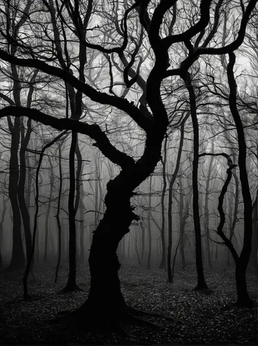 halloween bare trees,haunted forest,creepy tree,beech trees,forest dark,the roots of trees,beech forest,crooked forest,gnarled,forest tree,coppice,the branches of the tree,ghost forest,the branches,foggy forest,old tree silhouette,copse,branching,the dark hedges,old gnarled oak,Art,Classical Oil Painting,Classical Oil Painting 22