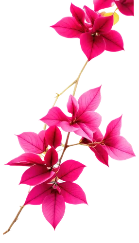 flowers png,oxalis triangularis,fuschia,fuchsia,impala lily,chinese magnolia,gaura,magnoliaceae,pink plumeria,red magnolia,magnolia star,frangipani,pink flowers,minimalist flowers,flower background,pink magnolia,jakaranda petals,fabaceae,christmas orchid,yulan magnolia,Illustration,Children,Children 04