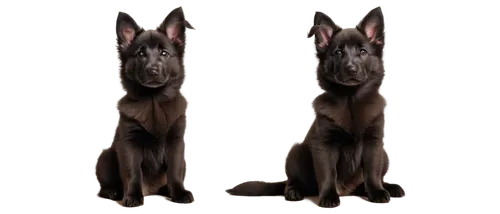 malinois,dutch shepherd dog,mastino,mastiff,doberman,dobermans,doberan,xolo,belgian shepherd dog,malinovsky,mastiffs,dobie,chunhyang,schutzhund,malinois and border collie,great dane,schäfer dog,dog frame,dogana,schnauss,Conceptual Art,Fantasy,Fantasy 18