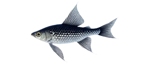 blue stripe fish,archerfish,damselfish,blue fish,icefish,gourami,angelfish,discus fish,dartfish,guardfish,triggerfish,fundulus,discus cichlid,sardinella,trigger fish,fugu,mosquitofish,rainbowfish,threadfin,butterfly fish,Conceptual Art,Daily,Daily 33