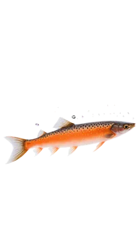 fjord trout,oncorhynchus,gar,tobaccofish,fishing lure,koi carps,koi carp,cutthroat trout,coastal cutthroat trout,salmon-like fish,pacific saury,arctic char,northern pike,cichla,redfish,nigiri,sturgeon,fish pen,chinese sturgeon,koi fish,Illustration,Japanese style,Japanese Style 21