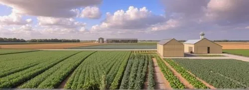 Agraric fields

Add some people. ,grain field panorama,wheat crops,dji agriculture,vegetables landscape,farm landscape,vegetable field,farm background,farmland,agricultural,field of cereals,dutch land