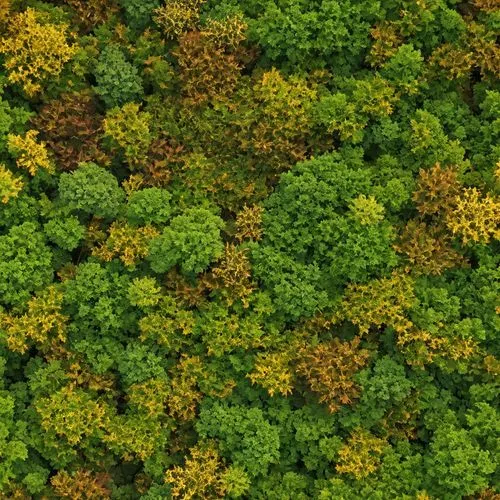 green wallpaper,bryophytes,ixora,nuytsia,clover pattern,forest floor,foliage leaves,ground cover,parsley leaves,lomatium,green chrysanthemums,clovers,maple foliage,plants yellow and red,forest plant,vegetation,sedum,ragwort,rhodiola,microflora,Photography,General,Realistic