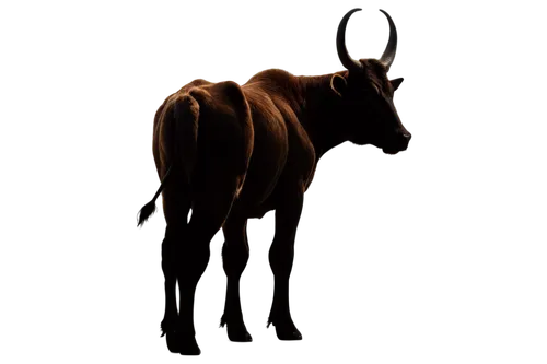 gnu,wildebeest,hartebeest,zebu,oryx,cervus elaphus,gemsbok,horoscope taurus,bos taurus,taurus,aurochs,goat-antelope,common eland,deer bull,watusi cow,the zodiac sign taurus,bull,texas longhorn,anthracoceros coronatus,horned,Art,Artistic Painting,Artistic Painting 28