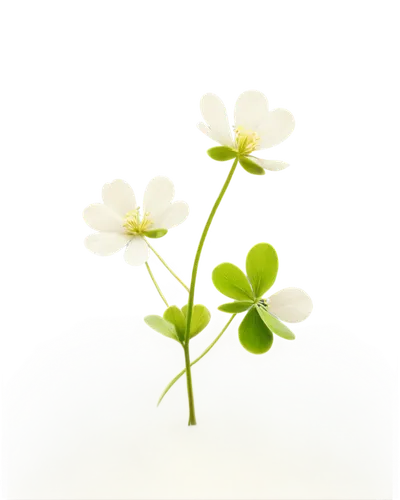 chickweed,spring leaf background,flower background,sandwort,clovers,4-leaf clover,narrow clover,five-leaf clover,four-leaf clover,clover flower,flowers png,garden cress,lucky clover,three leaf clover,medium clover,white clover,oxalis,wood sorrel,four leaf clover,maidenhair,Illustration,Paper based,Paper Based 29