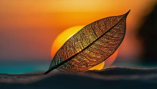 Maldives at sunset,magnolia leaf,suspended leaf,beech leaf,tree leaf,golden leaf,dried leaf,leaf macro,sunlight through leafs,dry leaf,acorn leaf,tropical leaf,fan leaf,brown leaf,autumn leaf,coconut 