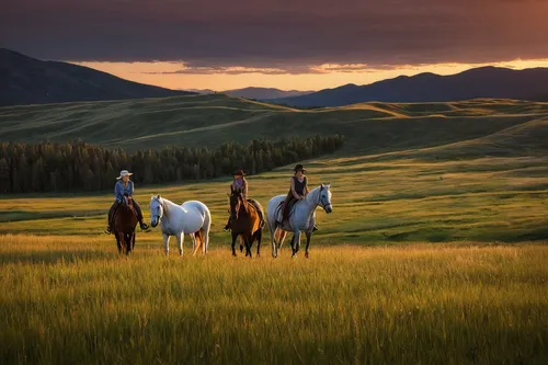 A beautiful woman and her horses walk the fields at sunset for a portrait during sunset on the ranch near Kamloops, British Columbia, Canada,beautiful horses,nature of mongolia,wild horses,nature mong