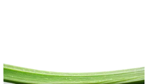 aloe vera,citronella,celery stalk,celery juice,celtuce,celery,romaine,leek,cucumber,pak-choi,chinese celery,scallion,leek soup,cleanup,celery tuber,aloe,endive,shrub celery,zucchini,celery plant,Conceptual Art,Oil color,Oil Color 09