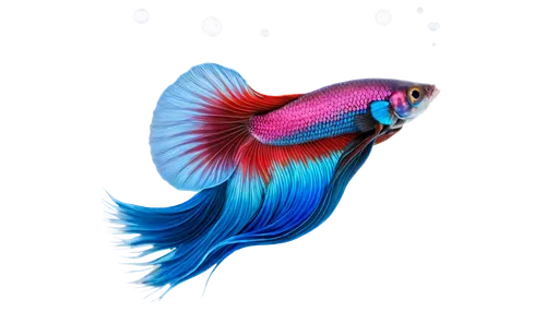 betta splendens,siamese fighting fish,betta fish,betta,ornamental fish,rainbowfish,fighting fish,glofish,fairy wrasse,dartfish,beautiful fish,killifish,diamond tetra,snapfish,aquaria,danio,playfish,cychropsis,poisson,fish in water,Art,Artistic Painting,Artistic Painting 02