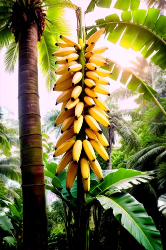 Tall banana tree, lush green leaves, yellow fruits hanging downwards, thick sturdy trunk, coconuts around base, warm sunlight filtering through leaves, shallow depth of field, natural realistic textur