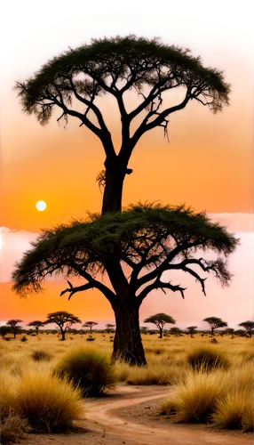 adansonia,lonetree,namib,arid landscape,baobabs,makgadikgadi,afrika,tsavo,arid land,namib rand,savane,lone tree,zambezian,africa,kgalagadi,namib desert,arid,isolated tree,serengeti,etosha,Illustration,Realistic Fantasy,Realistic Fantasy 03