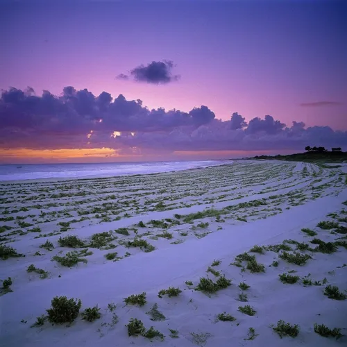 gulf coast,purple landscape,st augustine beach,coral pink sand dunes,beach landscape,doñana national park,white sands national monument,pink beach,sunrise beach,dunes national park,white sands dunes,ponte vedra beach,beautiful beaches,san dunes,pink sand dunes,baltic sea,white sand beach,sylt,galveston,pink dawn,Photography,Documentary Photography,Documentary Photography 12