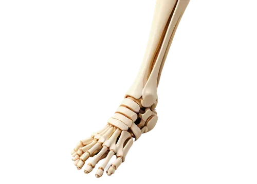 tibial plateau, anatomical structure, detailed bones, ligaments, tendons, cartilage, 3/4 composition, shallow depth of field, soft lighting, warm color tone, cinematic lighting, realistic texture, hig