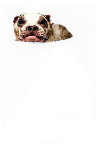 dog frame,dogana,deg,dog,borker,mogridge,emogi,dogface,bulldog,dog head,piebald,sniffers,biter,dogrib,dog face,doggart,pugalur,dogmeat,peanut bulldog,pet rudel,Photography,Artistic Photography,Artistic Photography 01