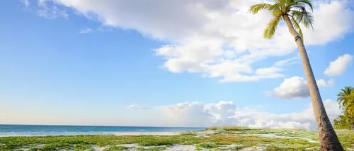 tulum,beach landscape,cayo coco,caribbean beach,beach scenery,caymanian