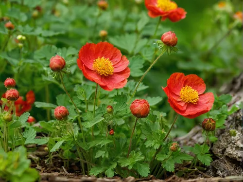 Craft a suspenseful scene where geum coccineum holds the key to a hidden treasure.,red ranunculus,ranunculus red,trollius download,klatschmohn,poppy plant,poppy flowers,iceland poppy,trollius of the c