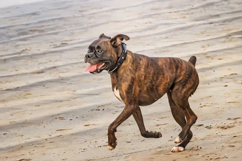 stray dog on beach,brindle,bandog,staffordshire bull terrier,beach dog,german pinscher,american hairless terrier,thai ridgeback,perro de presa canario,american staffordshire terrier,austrian pinscher,bruno jura hound,louisiana catahoula leopard dog,american staghound,amstaff,plott hound,bullmastiff,running dog,spanish mastiff,dog photography