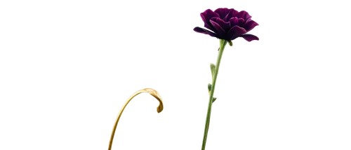 flowers png,ikebana,minimalist flowers,rose png,flax-leaved tulip,crown chakra flower,single flower,turkestan tulip,violet tulip,chive flower,purple parrot tulip,purple salsify,artificial flower,seed cow carnation,sprouting carnation,ranunculus,dried flower,carnation flower,sprouting rock carnation,ranunculus asiaticus,Art,Artistic Painting,Artistic Painting 50