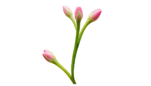 tulip background,flowers png,pink tulip,zephyranthes,tulipa,flower background,tuberose,grass lily,flower wallpaper,grape-grass lily,nerine,pink tulips,flower bud,colchicum,tulip flowers,pink flower,pink hyacinth,grass blossom,tulip blossom,tulip,Art,Classical Oil Painting,Classical Oil Painting 12