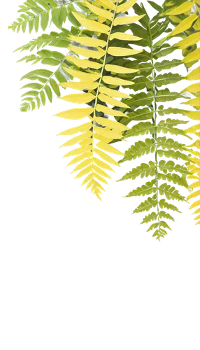 fern fronds,fern plant,leaf fern,palm tree vector,fern leaf,ferns,acacia,phyllanthus family,frond,botanical line art,ostrich fern,cycad,foliage leaves,yellow fir,leaf background,foliage coloring,robinia,caesalpinia,columbian spruce,tree ferns,Conceptual Art,Oil color,Oil Color 13