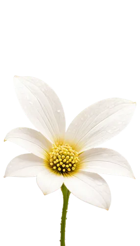 white cosmos,camomile flower,ox-eye daisy,oxeye daisy,daisy flower,marguerite daisy,wood daisy background,white chrysanthemum,chrysanthemum background,margueritte,shasta daisy,the white chrysanthemum,common daisy,stamen,leucanthemum,chamomile,white flower,fennel flower,coneflower,cosmos flower,Conceptual Art,Daily,Daily 33