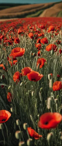 poppy field,poppy fields,field of poppies,red poppies,coquelicot,poppies,poppy flowers,red poppy,poppies in the field drain,field of flowers,flower field,corn poppies,blanket of flowers,blooming field,flowers field,red poppy on railway,papaver,sea of flowers,red anemones,poppy family,Photography,Documentary Photography,Documentary Photography 08