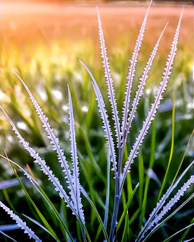 frozen morning dew,early morning dew,dew on grass,ornamental grass,morning dew,wheat germ grass,silver grass,morning light dew drops,needlegrass,wheat grasses,cherry sparkler fountain grass,feather bristle grass,ground frost,sweet grass plant,blooming grass,meadows of dew,muhlenbergia,elymus,reed grass,hordeum,Conceptual Art,Oil color,Oil Color 14