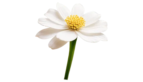 wood daisy background,daisy flower,white flower,marguerite daisy,white cosmos,leucanthemum,camomile flower,oxeye daisy,shasta daisy,chrysanthemum background,margueritte,ox-eye daisy,common daisy,white chrysanthemum,flower background,minimalist flowers,flowers png,the white chrysanthemum,flower wallpaper,daisy heart,Illustration,Paper based,Paper Based 04