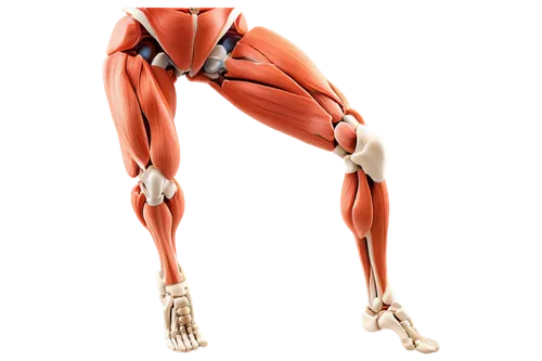 musculoskeletal,muscular system,adductor,metatarsus,hindlimb,anteroposterior,psoas,hindlimbs,lateral,biomechanically,sciatica,osteopath,orthopedics,neuromuscular,piriformis,vastus,longitarsus,osteopathy,formosana,osteocalcin,Conceptual Art,Fantasy,Fantasy 20