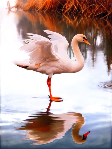 greater flamingo,trumpeter swan,tundra swan,aquatic bird,waterbird,fujian white crane,water bird,white pelican,rallidae,wading bird,bird painting,water fowl,eastern white pelican,migratory bird,two flamingo,orange gull,flamingo,great white pelican,trumpeter swans,anatidae,Photography,Artistic Photography,Artistic Photography 07