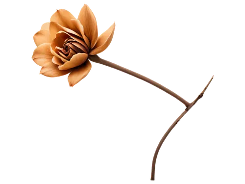 flowers png,rose flower illustration,minimalist flowers,flower illustration,flower illustrative,rose png,wood flower,decorative flower,artificial flower,dried flower,paper flower background,tulip tree flower,windflower,orange flower,lotus png,two-tone flower,cut flower,flower drawing,magnolia flower,gold flower,Illustration,American Style,American Style 09