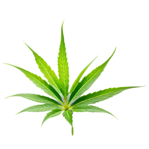 cannabidiol,huana,green leaf,mape leaf,patrol,tropical leaf,custody leaf,green plant,leaf background,tetrahydrocannabinol,endocannabinoid,cannabidio,green wallpaper,jungle leaf,cannabinol,palm leaf,cannabinoids,fern leaf,green energy,fan leaf,Conceptual Art,Oil color,Oil Color 14