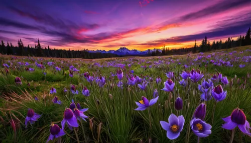 alpine meadows,alpine meadow,mount rainier,alpine flowers,wild tulips,mount hood,splendor of flowers,mt rainier,avalanche lily,purple landscape,mountain meadow,field of flowers,flower in sunset,mt hood,alpine flower,splendid colors,wildflowers,lilies of the valley,camas,british columbia,Conceptual Art,Fantasy,Fantasy 16