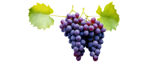 grape hyacinth,grape hyacinths,common grape hyacinth,blue grape hyacinth,white grape hyacinths,grapes grass lily,muscari,currant decorative,wine grapes,purple grapes,blue grapes,wine grape,grapes,grape-grass lily,table grapes,winegrape,bright grape,advent wreath,lighted candle,red grapes,Illustration,Realistic Fantasy,Realistic Fantasy 34