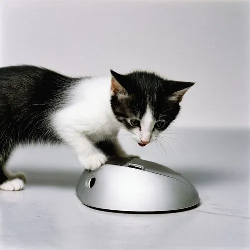 bosu,suara,radar dish,toxoplasmosis,european shorthair,cat image,Photography,Fashion Photography,Fashion Photography 20