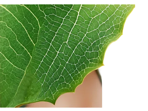 fig leaf,grape leaf,beech leaf,leaf structure,mammoth leaf,magnolia leaf,custody leaf,acorn leaf,mape leaf,leaf,walnut leaf,leaf vegetable,dry leaf,chestnut leaf,leaf veins,tree leaf,lotus leaf,leaf background,jungle leaf,ginkgo leaf,Photography,Documentary Photography,Documentary Photography 06