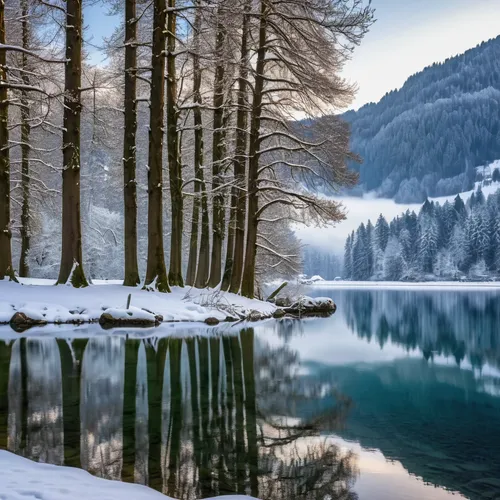 winter lake,alpsee,south tyrol,winter forest,southeast switzerland,winter landscape,austria,east tyrol,antorno lake,frozen lake,tyrol,eastern switzerland,lake misurina,starnberger lake,northern black forest,south-tirol,hintersee,winter background,slovenia,winter magic,Photography,General,Realistic