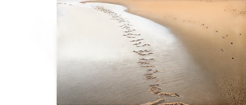 hare trail,animal tracks,trackways,trackway,footprints,sand paths,tracks in the sand,oil track,baby footprints,rusty chain,footsteps,river of life project,trail,footstep,bird footprints,conductor tracks,tracks,water channel,crevasses,streambed,Conceptual Art,Daily,Daily 32