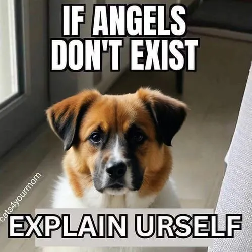 dog angel,existential,angle,atheists,philosophical,dogmatix